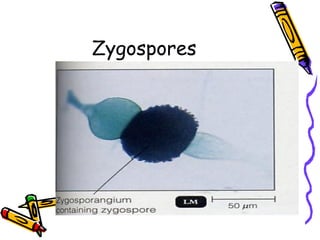 Zygospores
 