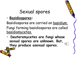 Sexual spores
• Basidiospores:
Basidiospores are carried on basidium.
Fungi forming basidiospores are called
basidiomycetes.
• Deuteromycetes are fungi whose
sexual spores are unknown. But,
they produce asexual spores.
 