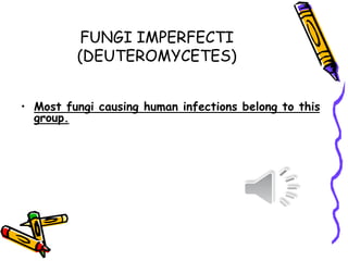 FUNGI IMPERFECTI
(DEUTEROMYCETES)
• Most fungi causing human infections belong to this
group.
 