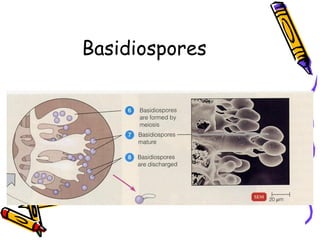 Basidiospores
 