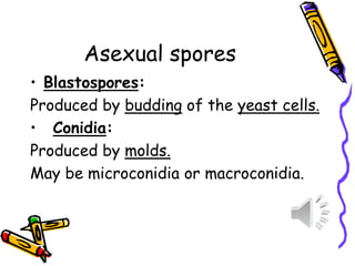 Asexual spores
• Blastospores:
Produced by budding of the yeast cells.
• Conidia:
Produced by molds.
May be microconidia or macroconidia.
 