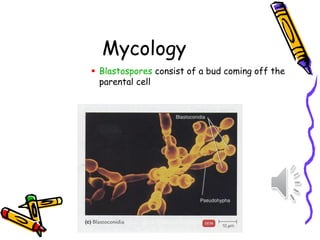 Mycology
▪ Blastospores consist of a bud coming off the
parental cell
 
