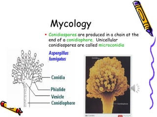 Mycology
▪ Conidiospores are produced in a chain at the
end of a conidiophore. Unicellular
conidiospores are called microconidia
 