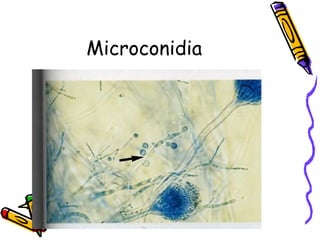 Microconidia
 