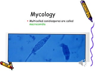 Mycology
▪ Multicelled conidiospores are called
macroconidia
 