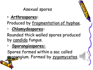 • Arthrospores:
Produced by fragmentation of hyphae.
• Chlamydospores:
Rounded thick walled spores produced
by candida fungus.
• Sporangiospores:
Spores formed within a sac called
sporangium. Formed by zygomycetes.
Asexual spores
 