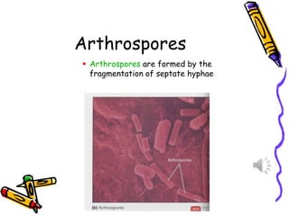 Arthrospores
▪ Arthrospores are formed by the
fragmentation of septate hyphae
 