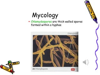 Mycology
▪ Chlamydospores are thick walled spores
formed within a hyphae
 