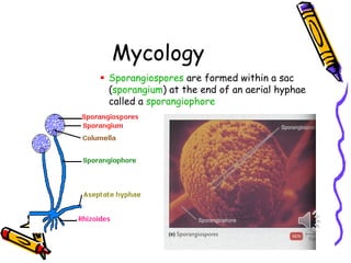 Mycology
▪ Sporangiospores are formed within a sac
(sporangium) at the end of an aerial hyphae
called a sporangiophore
 