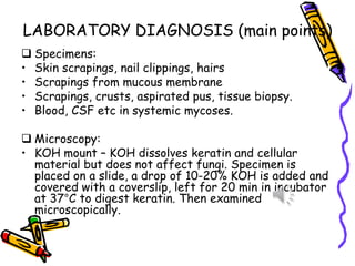 LABORATORY DIAGNOSIS (main points)
❑ Specimens:
• Skin scrapings, nail clippings, hairs
• Scrapings from mucous membrane
• Scrapings, crusts, aspirated pus, tissue biopsy.
• Blood, CSF etc in systemic mycoses.
❑ Microscopy:
• KOH mount – KOH dissolves keratin and cellular
material but does not affect fungi. Specimen is
placed on a slide, a drop of 10-20% KOH is added and
covered with a coverslip, left for 20 min in incubator
at 37°C to digest keratin. Then examined
microscopically.
 