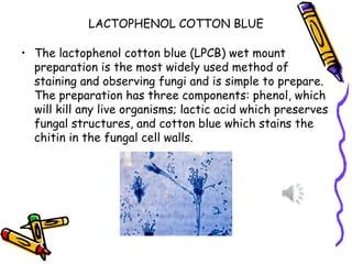 LACTOPHENOL COTTON BLUE
• The lactophenol cotton blue (LPCB) wet mount
preparation is the most widely used method of
staining and observing fungi and is simple to prepare.
The preparation has three components: phenol, which
will kill any live organisms; lactic acid which preserves
fungal structures, and cotton blue which stains the
chitin in the fungal cell walls.
 
