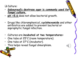 ❑ Culture:
• Sabouraud’s dextrose agar is commonly used for
fungal culture.
• pH =5.6 does not allow bacterial growth.
• Drugs like chloramphenicol, cyclohexamide and other
antibiotics are added to prevent bacterial or
saprophytic fungal infection.
• Cultures are incubated at two temperatures:
• One tube at 25°C (room temperature)
• One tube at 37°C (incubator).
• This helps reveal fungal dimorphism.
 