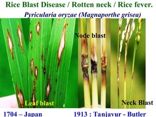 Rotted Rice LEC 1 RICE DISEASES.ppt pathology PAT 301 | PPT