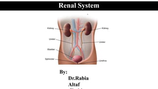 Renal System
By:
Dr.Rabia
Altaf
 