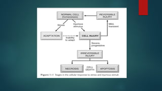 Comprehensive Overview of Cell Pathology, Injury, and Adaptation ...