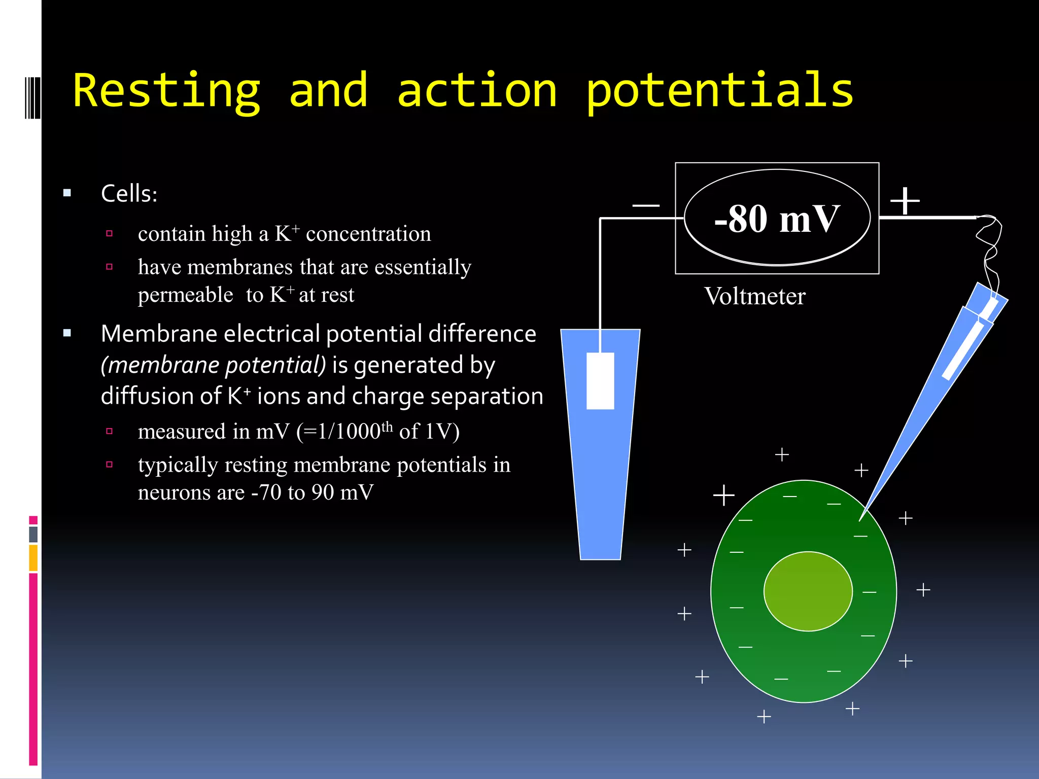  Cells:
 contain high a K+ concentration
 have membranes that are essentially
permeable to K+ at rest
 Membrane electrical potential difference
(membrane potential) is generated by
diffusion of K+ ions and charge separation
 measured in mV (=1/1000th of 1V)
 typically resting membrane potentials in
neurons are -70 to 90 mV
Resting and action potentials
+
+
+
+
+ +
+
+
+
+
+
–
–
–
– –
–
–
–
–
–
–
Voltmeter
– +
0 mV
-80 mV +
 