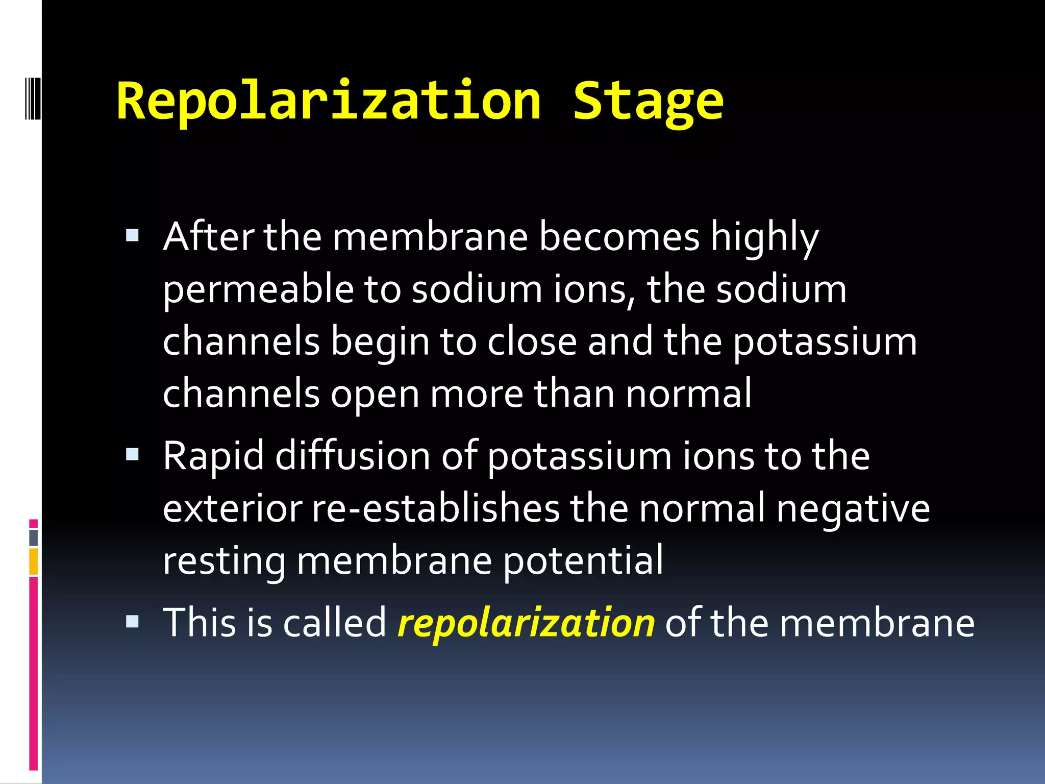 Repolarization Stage
 After the membrane becomes highly
permeable to sodium ions, the sodium
channels begin to close and the potassium
channels open more than normal
 Rapid diffusion of potassium ions to the
exterior re-establishes the normal negative
resting membrane potential
 This is called repolarization of the membrane
 