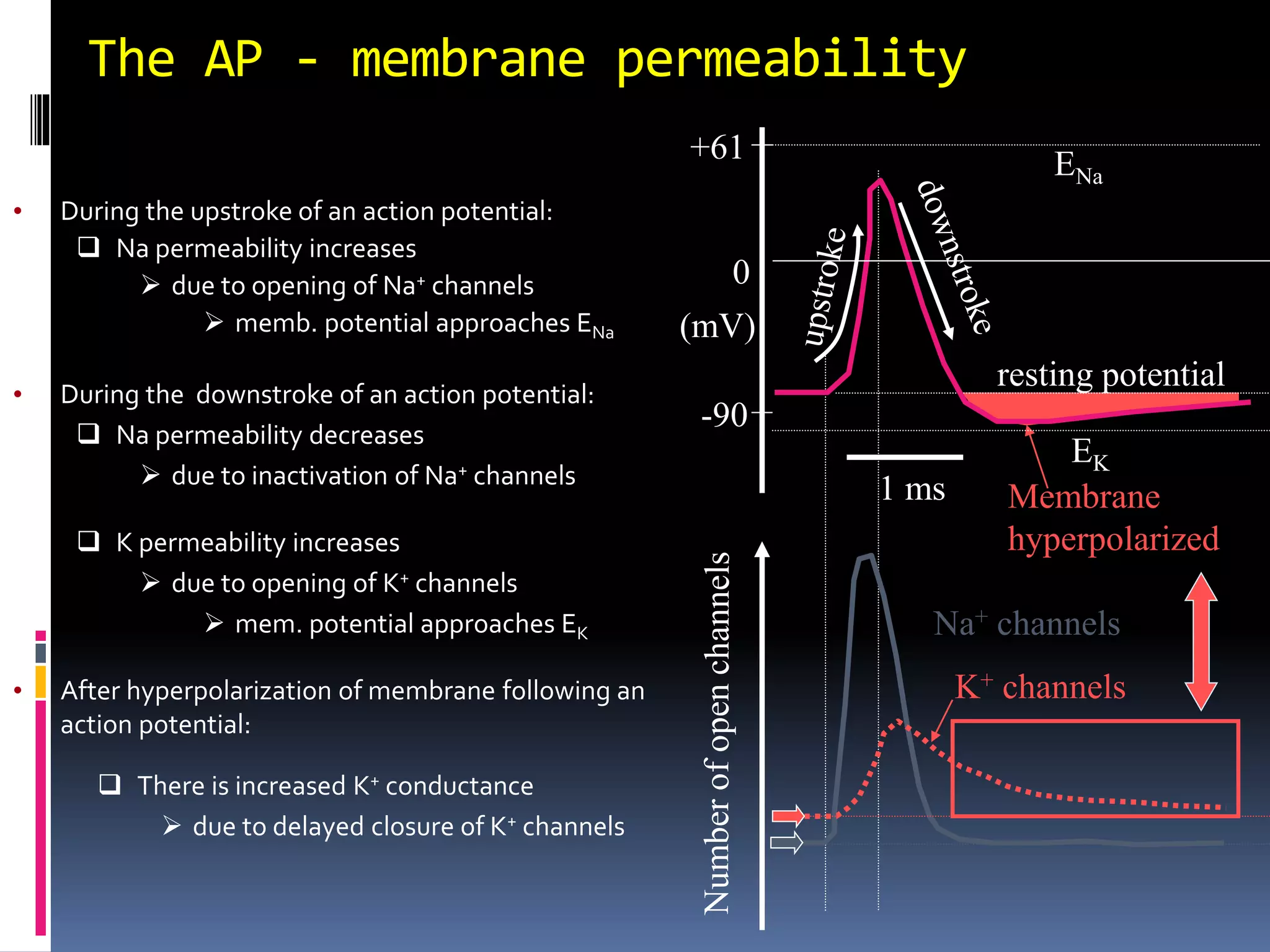 The AP - membrane permeability
• During the upstroke of an action potential:
 Na permeability increases
 due to opening of Na+ channels
 memb. potential approaches ENa
Na+ channels
 K permeability increases
 due to opening of K+ channels
 mem. potential approaches EK
• After hyperpolarization of membrane following an
action potential:
Membrane
hyperpolarized
resting potential
K+ channels
 There is increased K+ conductance
 due to delayed closure of K+ channels
• During the downstroke of an action potential:
 Na permeability decreases
 due to inactivation of Na+ channels
1 ms
+61
0
(mV)
-90
ENa
EK
 