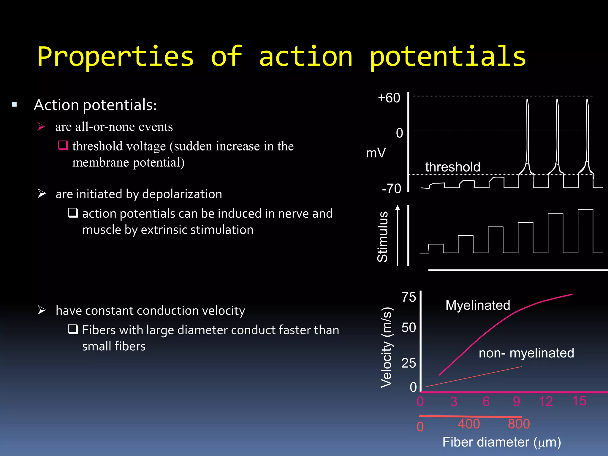 Properties of action potentials
 Action potentials:
 are all-or-none events
 threshold voltage (sudden increase in the
membrane potential) threshold
-70
+60
mV
0
non- myelinated
0 800
400
 have constant conduction velocity
 Fibers with large diameter conduct faster than
small fibers
Fiber diameter (mm)
0 3 6 9
Myelinated
12
75
15
50
25
0
 are initiated by depolarization
 action potentials can be induced in nerve and
muscle by extrinsic stimulation
 