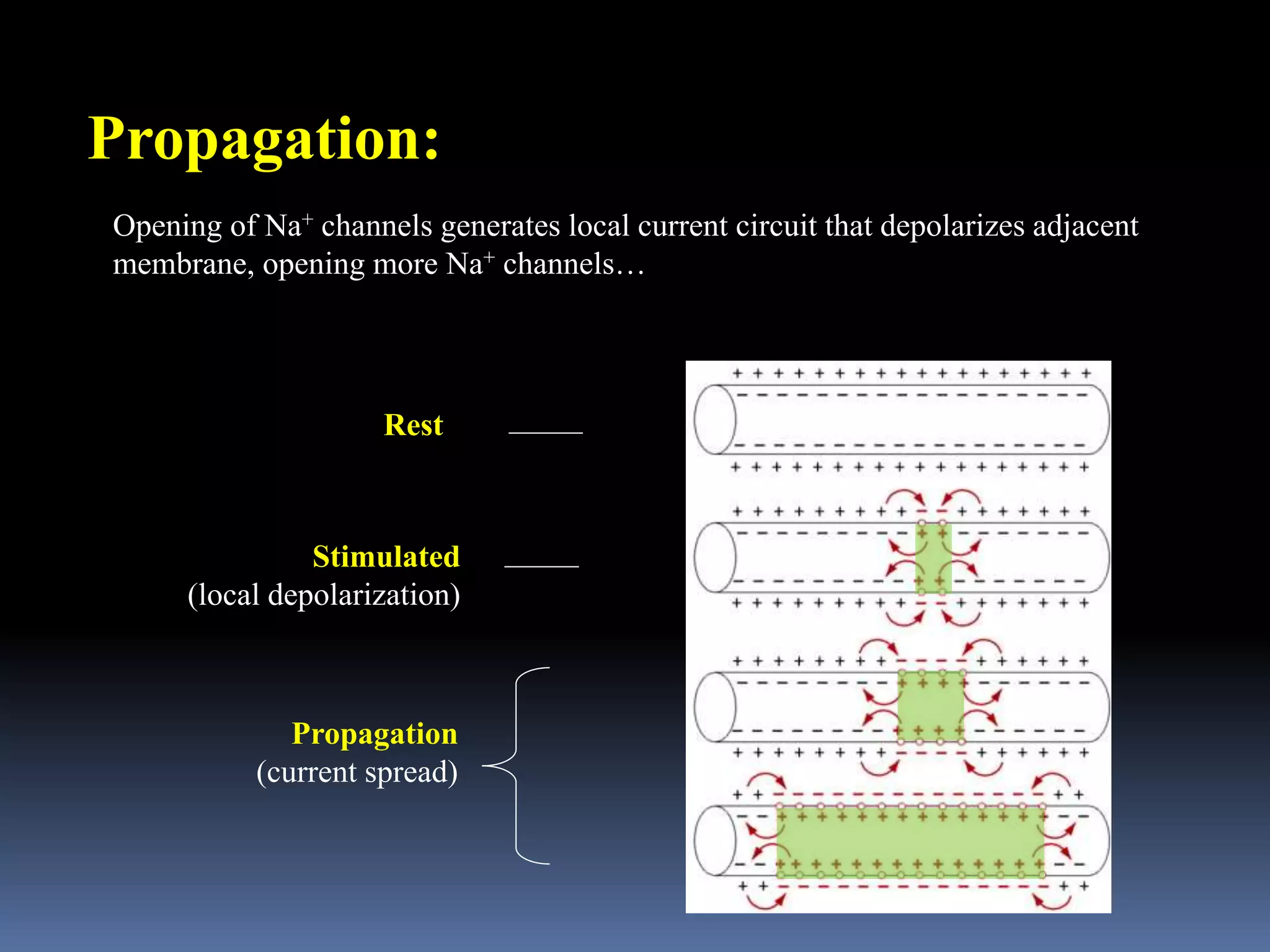Propagation:
Rest
Opening of Na+ channels generates local current circuit that depolarizes adjacent
membrane, opening more Na+ channels…
Stimulated
(local depolarization)
Propagation
(current spread)
 
