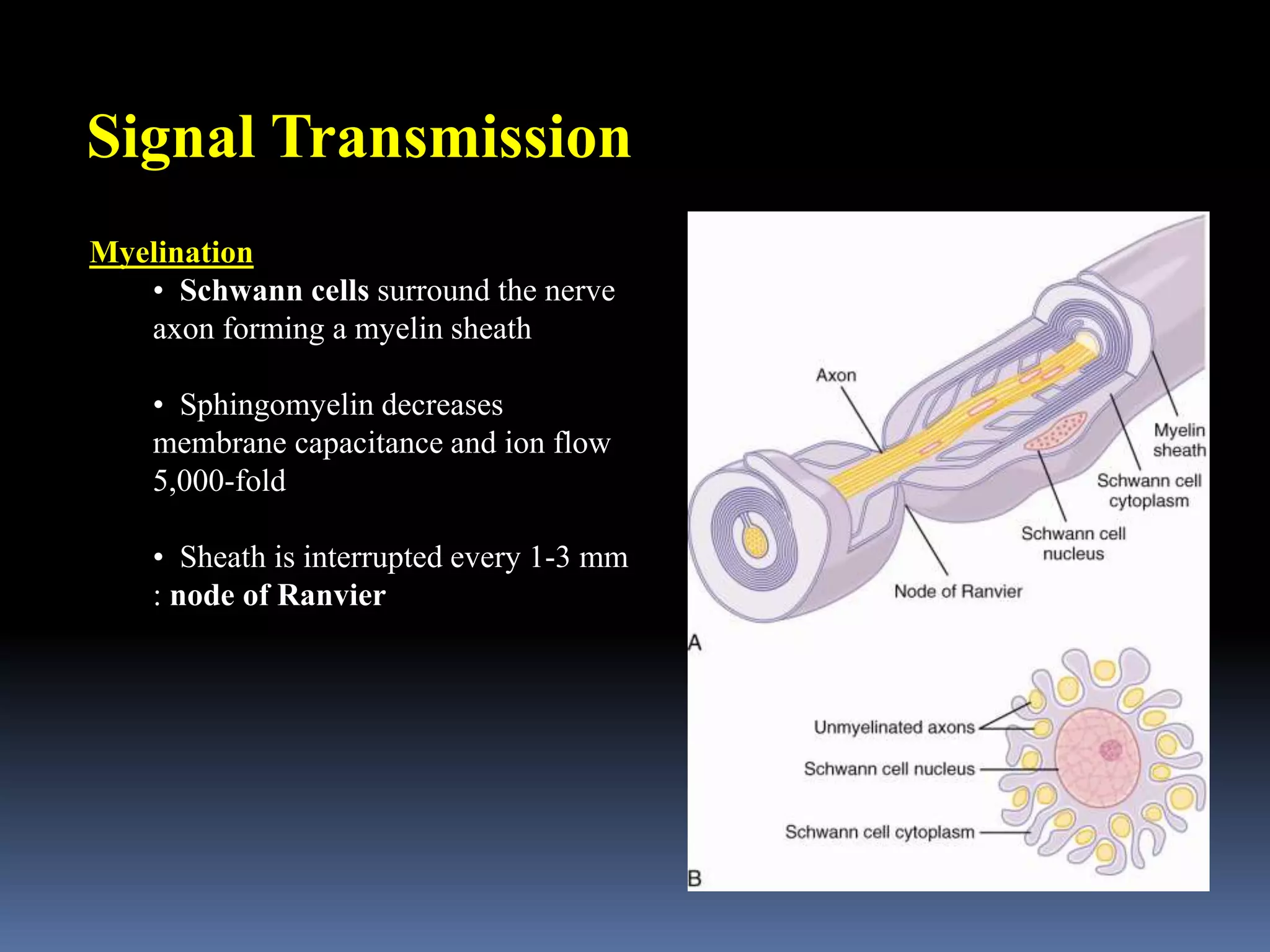 Signal Transmission:
Myelination
• Schwann cells surround the nerve
axon forming a myelin sheath
• Sphingomyelin decreases
membrane capacitance and ion flow
5,000-fold
• Sheath is interrupted every 1-3 mm
: node of Ranvier
 