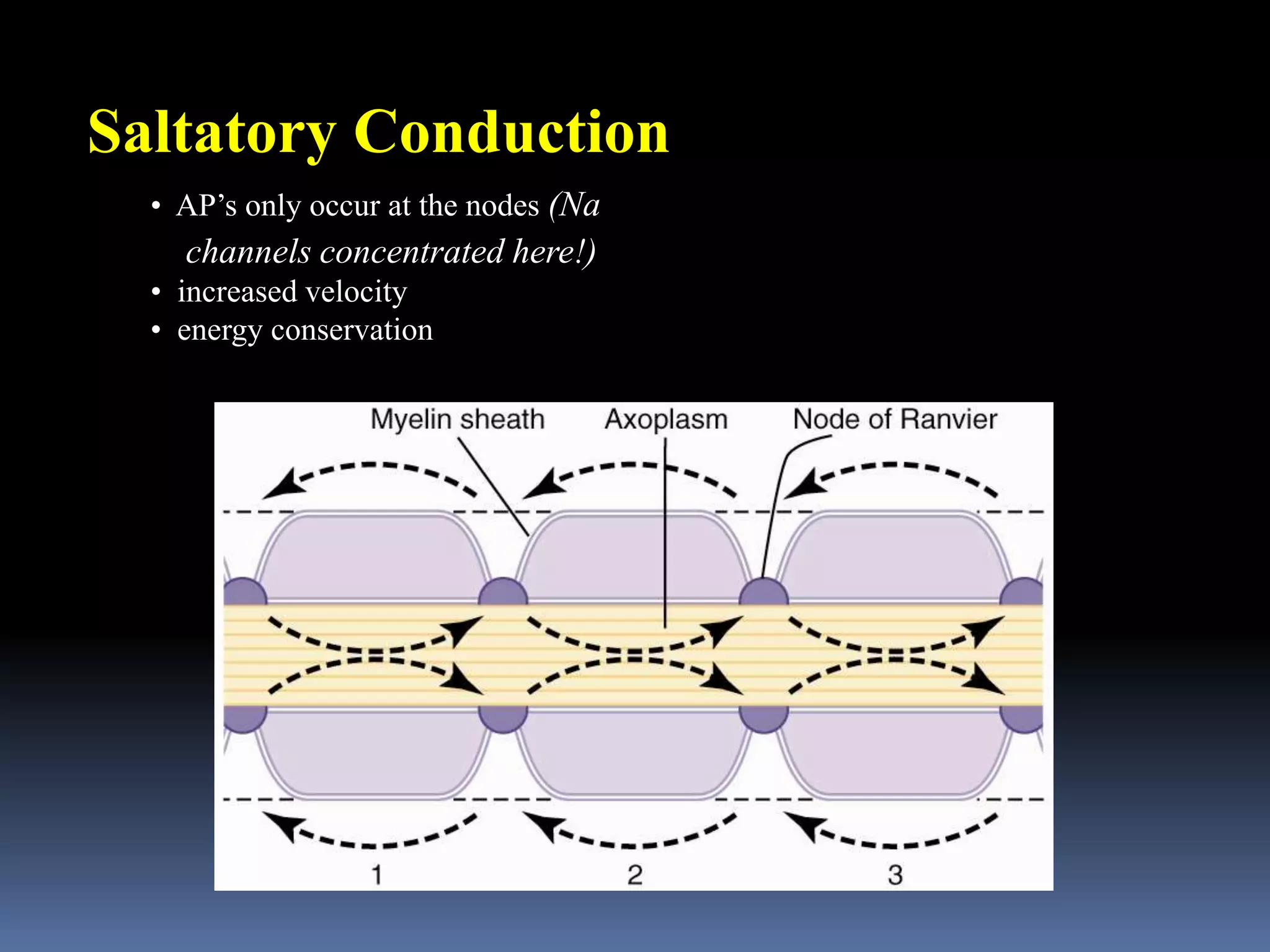 Saltatory Conduction
• AP’s only occur at the nodes (Na
channels concentrated here!)
• increased velocity
• energy conservation
 