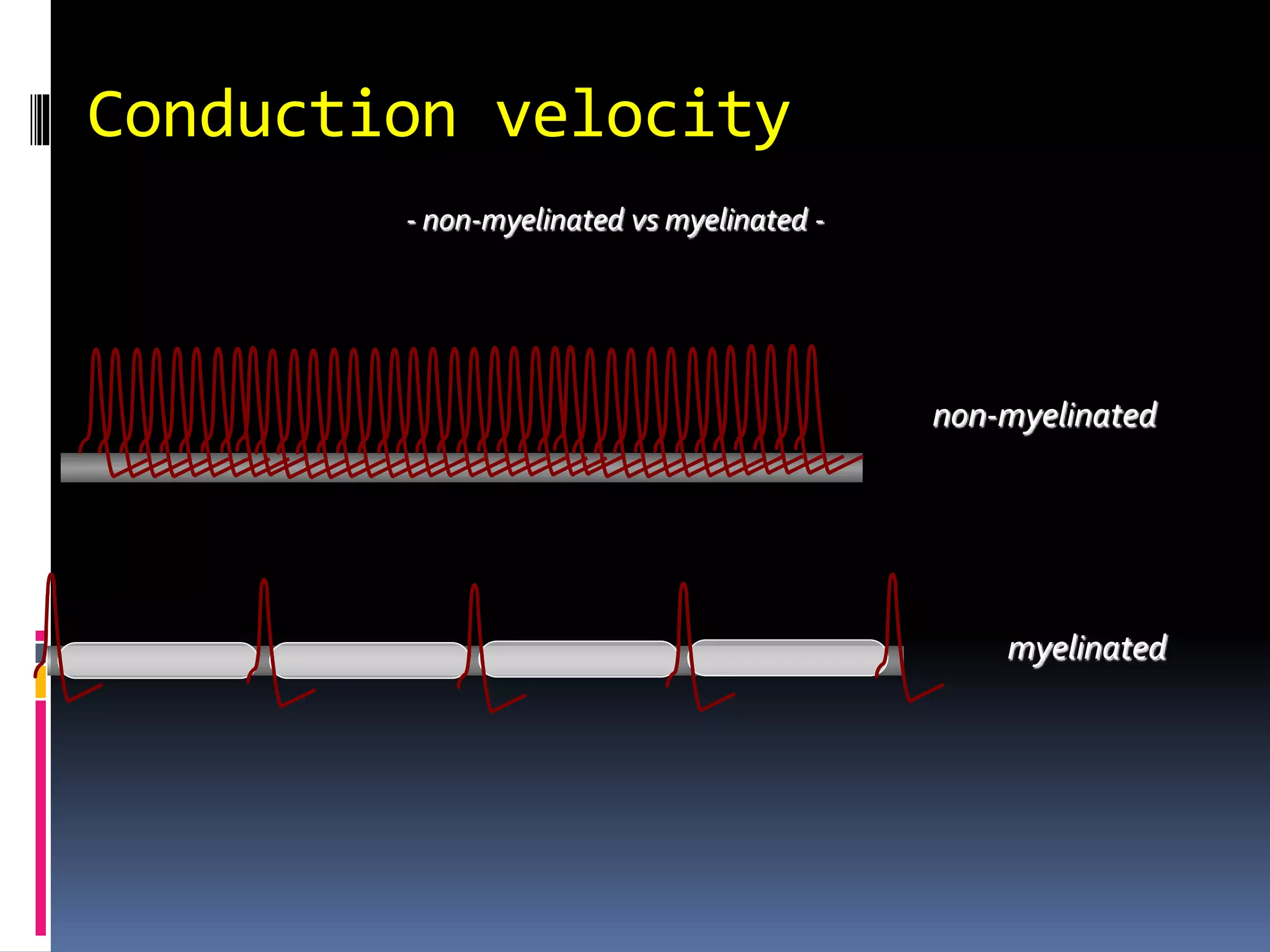 Conduction velocity
non-myelinated
myelinated
- non-myelinated vs myelinated -
 