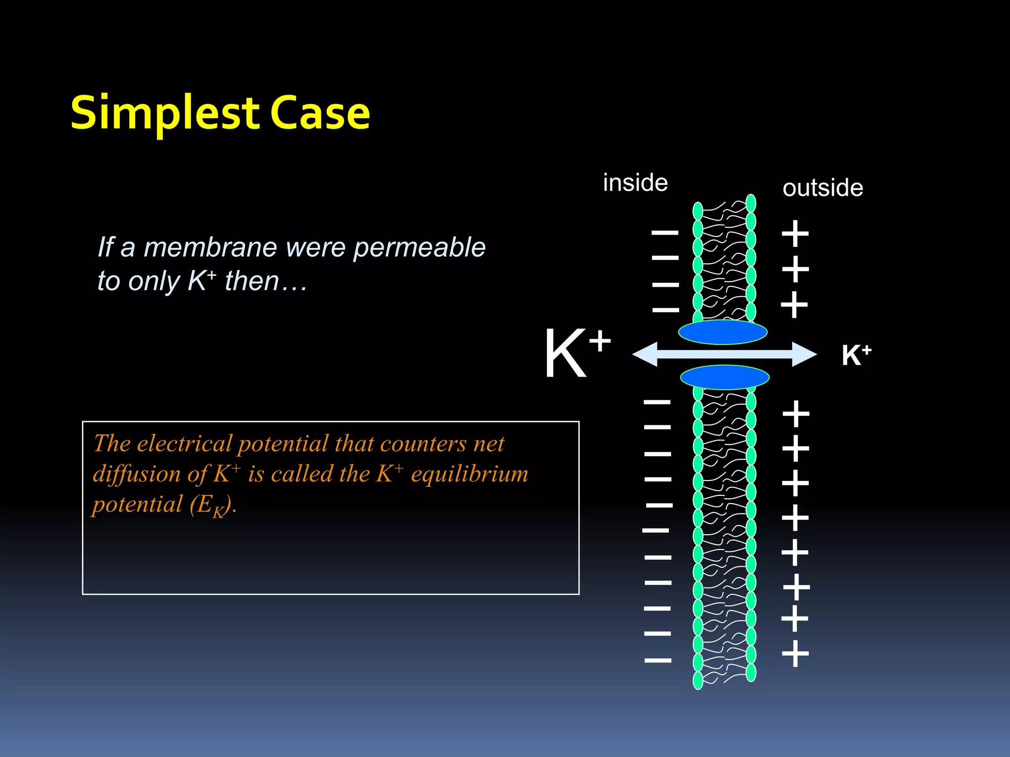 Simplest Case
K+ K+
If a membrane were permeable
to only K+ then…
The electrical potential that counters net
diffusion of K+ is called the K+ equilibrium
potential (EK).
inside outside
 
