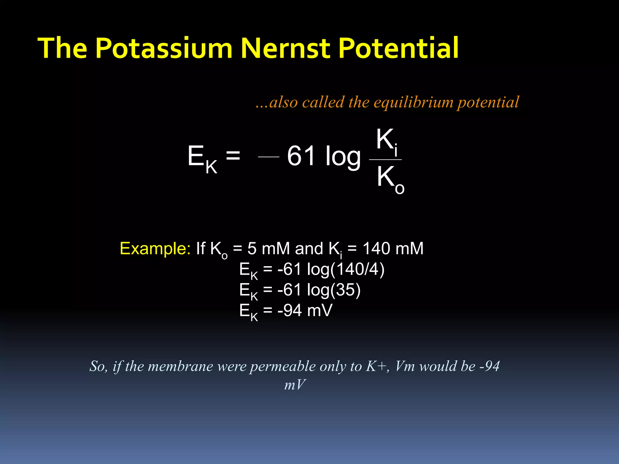 The Potassium Nernst Potential
Example: If Ko = 5 mM and Ki = 140 mM
EK = -61 log(140/4)
EK = -61 log(35)
EK = -94 mV
EK = 61 log
Ki
Ko
So, if the membrane were permeable only to K+, Vm would be -94
mV
…also called the equilibrium potential
 