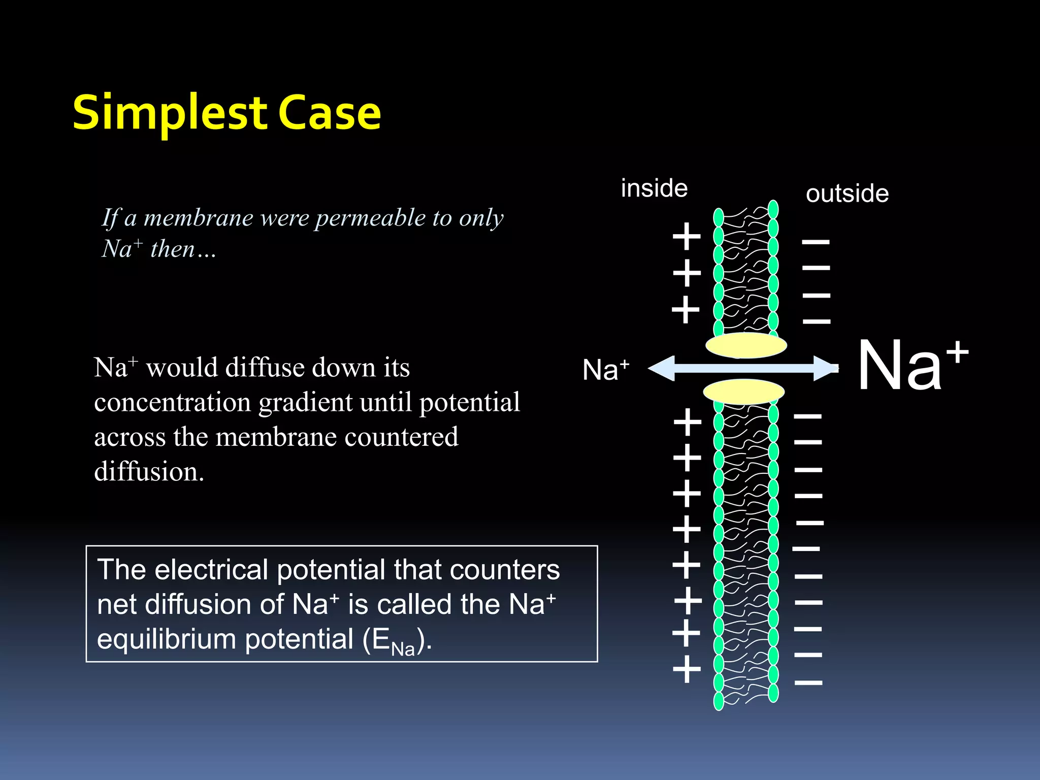 Simplest Case
Na+
Na+
If a membrane were permeable to only
Na+ then…
The electrical potential that counters
net diffusion of Na+ is called the Na+
equilibrium potential (ENa).
inside outside
Na+ would diffuse down its
concentration gradient until potential
across the membrane countered
diffusion.
 