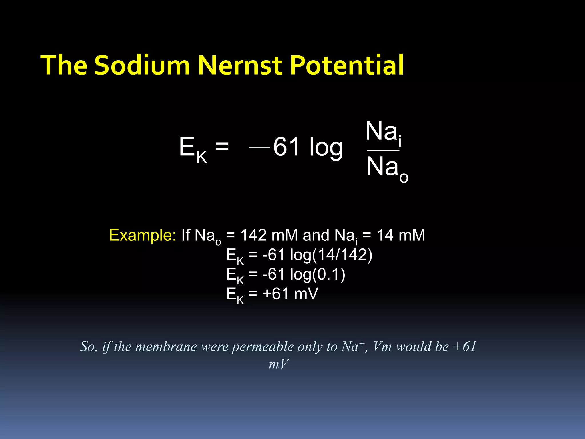 The Sodium Nernst Potential
Example: If Nao = 142 mM and Nai = 14 mM
EK = -61 log(14/142)
EK = -61 log(0.1)
EK = +61 mV
EK = 61 log
Nai
Nao
So, if the membrane were permeable only to Na+, Vm would be +61
mV
 
