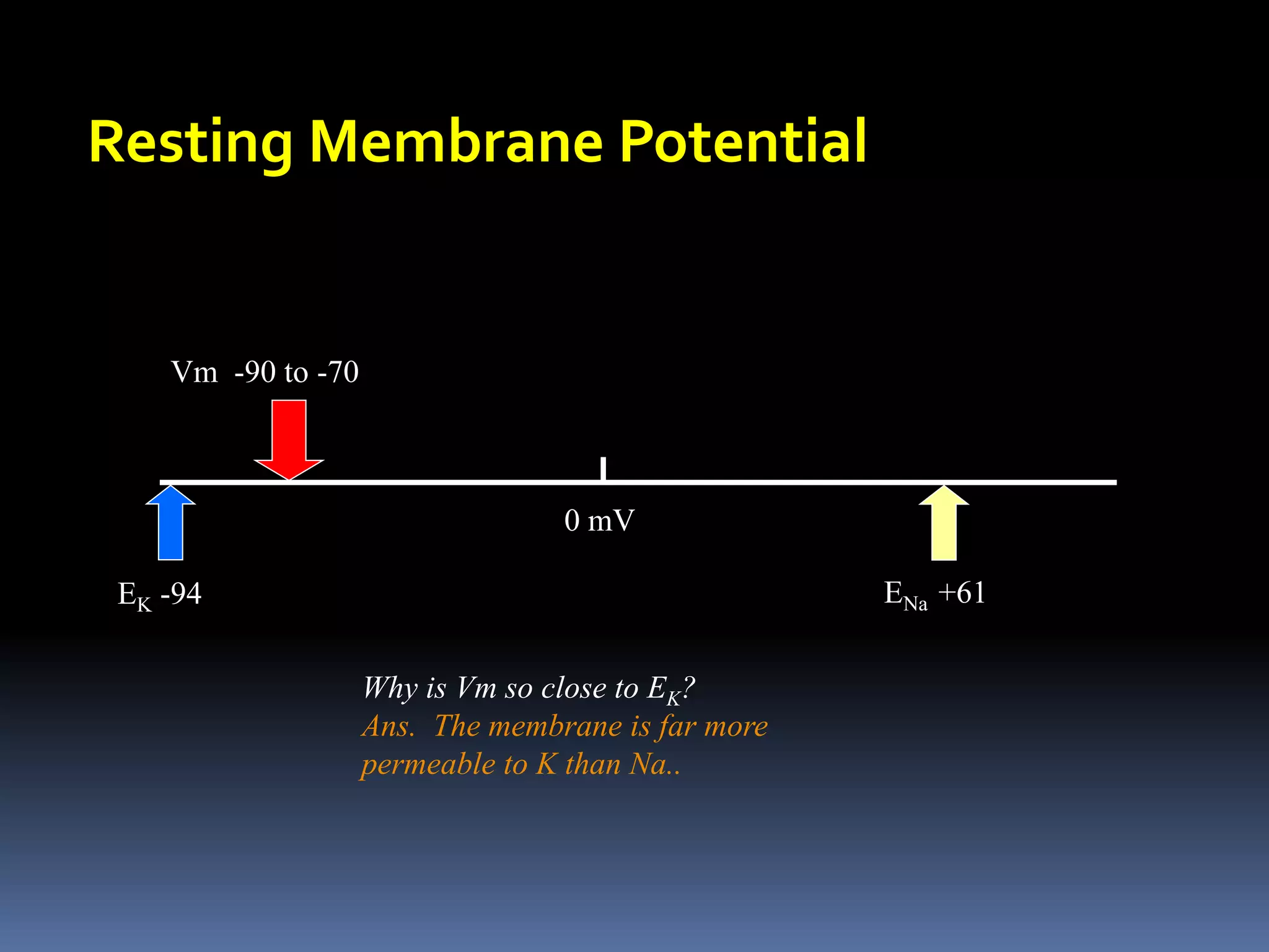 Resting Membrane Potential
0 mV
EK -94 ENa +61
Vm -90 to -70
Why is Vm so close to EK?
Ans. The membrane is far more
permeable to K than Na..
 