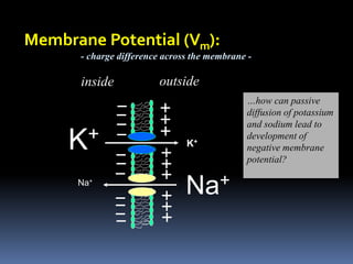 Membrane Potential (Vm):
- charge difference across the membrane -
K+
Na+
K+
Na+
inside outside
…how can passive
diffusion of potassium
and sodium lead to
development of
negative membrane
potential?
 