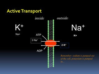 ATP
3 Na+
2 K+
ADP
ActiveTransport
K+ Na+
Na+
K+
inside outside
Remember: sodium is pumped out
of the cell, potassium is pumped
in...
 
