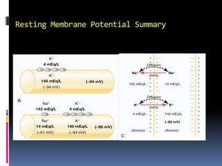 Resting Membrane Potential Summary
 