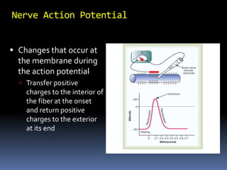  Changes that occur at
the membrane during
the action potential
 Transfer positive
charges to the interior of
the fiber at the onset
and return positive
charges to the exterior
at its end
Nerve Action Potential
 