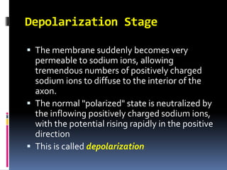 Depolarization Stage
 The membrane suddenly becomes very
permeable to sodium ions, allowing
tremendous numbers of positively charged
sodium ions to diffuse to the interior of the
axon.
 The normal "polarized" state is neutralized by
the inflowing positively charged sodium ions,
with the potential rising rapidly in the positive
direction
 This is called depolarization
 