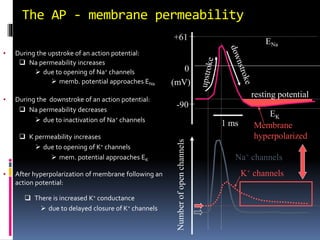 The AP - membrane permeability
• During the upstroke of an action potential:
 Na permeability increases
 due to opening of Na+ channels
 memb. potential approaches ENa
Na+ channels
 K permeability increases
 due to opening of K+ channels
 mem. potential approaches EK
• After hyperpolarization of membrane following an
action potential:
Membrane
hyperpolarized
resting potential
K+ channels
 There is increased K+ conductance
 due to delayed closure of K+ channels
• During the downstroke of an action potential:
 Na permeability decreases
 due to inactivation of Na+ channels
1 ms
+61
0
(mV)
-90
ENa
EK
 