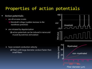 Properties of action potentials
 Action potentials:
 are all-or-none events
 threshold voltage (sudden increase in the
membrane potential) threshold
-70
+60
mV
0
non- myelinated
0 800
400
 have constant conduction velocity
 Fibers with large diameter conduct faster than
small fibers
Fiber diameter (mm)
0 3 6 9
Myelinated
12
75
15
50
25
0
 are initiated by depolarization
 action potentials can be induced in nerve and
muscle by extrinsic stimulation
 