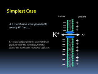 Simplest Case
If a membrane were permeable
to only K+ then…
inside outside
K+ K+
K+ would diffuse down its concentration
gradient until the electrical potential
across the membrane countered diffusion.
 