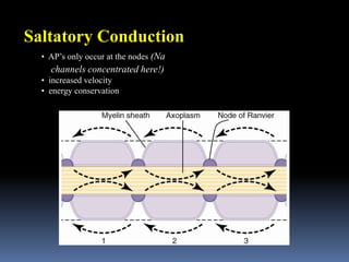 Saltatory Conduction
• AP’s only occur at the nodes (Na
channels concentrated here!)
• increased velocity
• energy conservation
 