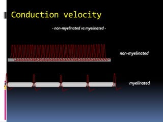 Conduction velocity
non-myelinated
myelinated
- non-myelinated vs myelinated -
 