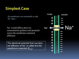 Simplest Case
Na+
Na+
If a membrane were permeable to only
Na+ then…
The electrical potential that counters
net diffusion of Na+ is called the Na+
equilibrium potential (ENa).
inside outside
Na+ would diffuse down its
concentration gradient until potential
across the membrane countered
diffusion.
 