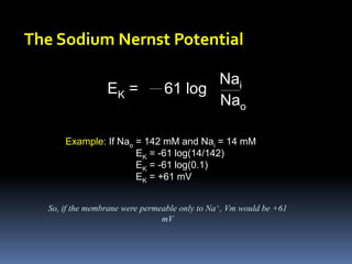 The Sodium Nernst Potential
Example: If Nao = 142 mM and Nai = 14 mM
EK = -61 log(14/142)
EK = -61 log(0.1)
EK = +61 mV
EK = 61 log
Nai
Nao
So, if the membrane were permeable only to Na+, Vm would be +61
mV
 