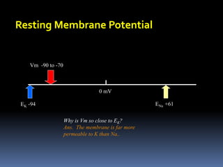 Resting Membrane Potential
0 mV
EK -94 ENa +61
Vm -90 to -70
Why is Vm so close to EK?
Ans. The membrane is far more
permeable to K than Na..
 