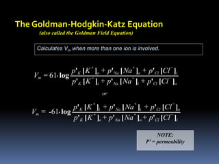 The Goldman-Hodgkin-Katz Equation
(also called the Goldman Field Equation)
Calculates Vm when more than one ion is involved.
o
Cl
i
Na
i
K
i
Cl
o
Na
o
K
m
Cl
p
Na
p
K
p
Cl
p
Na
p
K
p
V
]
[
'
]
[
'
]
[
'
]
[
'
]
[
'
]
[
'
log
. -
+
+
-
+
+
+
+
+
+
= 61
NOTE:
P’ = permeability
i
Cl
o
Na
o
K
o
Cl
i
Na
i
K
m
Cl
p
Na
p
K
p
Cl
p
Na
p
K
p
V
]
[
'
]
[
'
]
[
'
]
[
'
]
[
'
]
[
'
log
. -
+
+
-
+
+
+
+
+
+
= -61
or
 