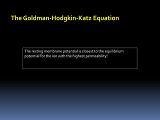 The Goldman-Hodgkin-Katz Equation
The resting membrane potential is closest to the equilibrium
potential for the ion with the highest permeability!
 