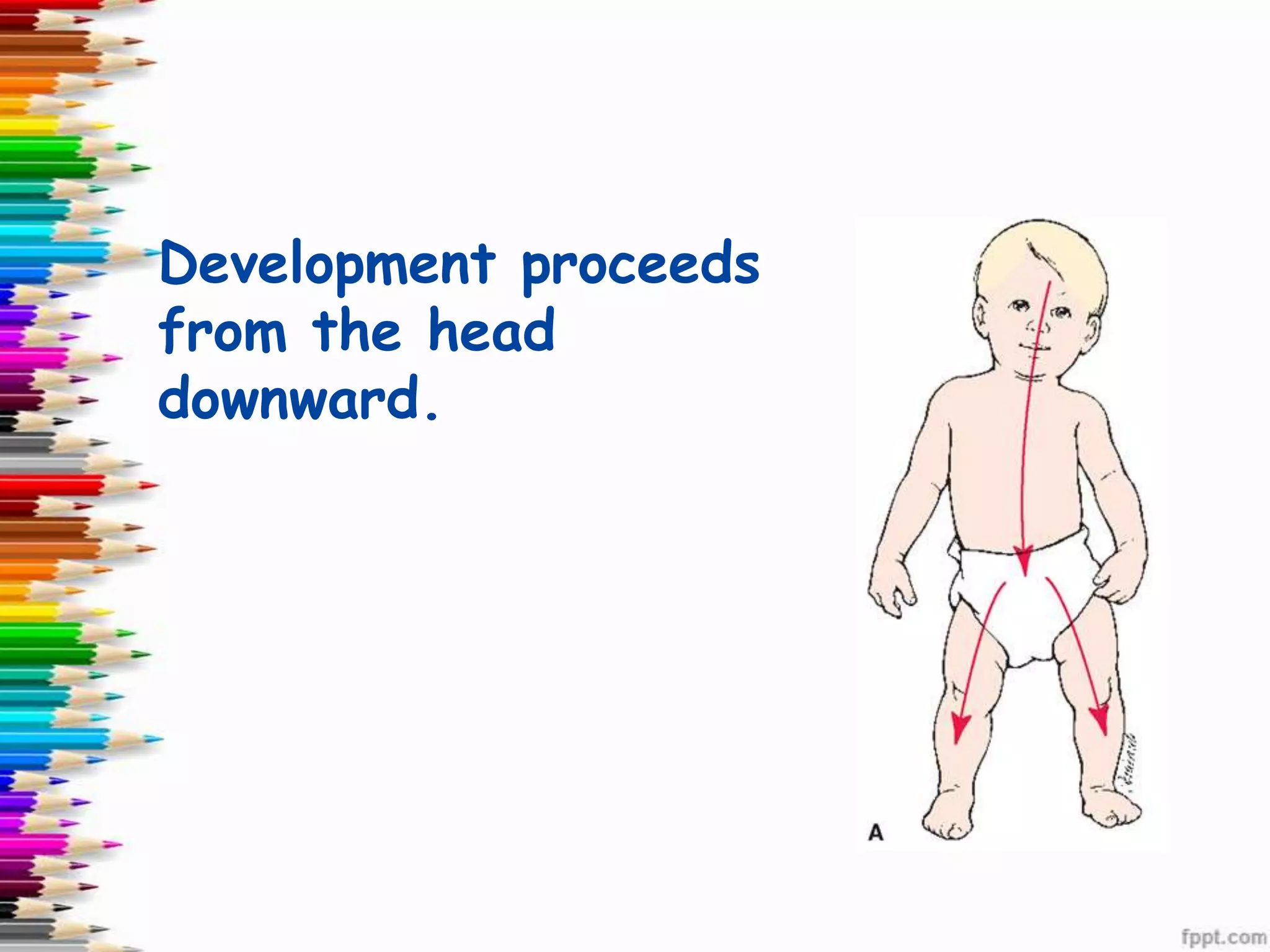 Development proceeds
from the head
downward.
 