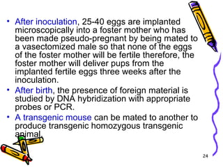24
• After inoculation, 25-40 eggs are implanted
microscopically into a foster mother who has
been made pseudo-pregnant by being mated to
a vasectomized male so that none of the eggs
of the foster mother will be fertile therefore, the
foster mother will deliver pups from the
implanted fertile eggs three weeks after the
inoculation.
• After birth, the presence of foreign material is
studied by DNA hybridization with appropriate
probes or PCR.
• A transgenic mouse can be mated to another to
produce transgenic homozygous transgenic
animal.
 