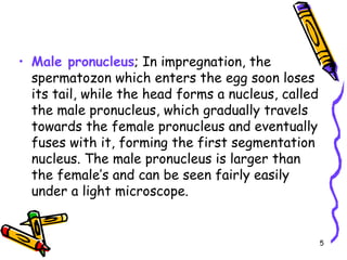 5
• Male pronucleus; In impregnation, the
spermatozon which enters the egg soon loses
its tail, while the head forms a nucleus, called
the male pronucleus, which gradually travels
towards the female pronucleus and eventually
fuses with it, forming the first segmentation
nucleus. The male pronucleus is larger than
the female’s and can be seen fairly easily
under a light microscope.
 